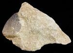 Igdamanosaurus (Globidens) Mosasaur Tooth In Rock #51929-1